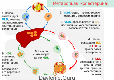 помидор